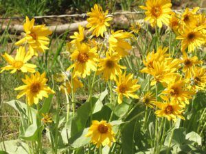 11 balsam root daisy (The Greening of Ginty Creek)