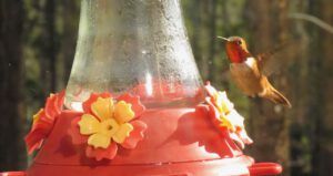 11 hummer best (Instant Spring!)