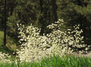 11 saskatoon (The Greening of Ginty Creek)