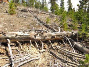 14 wood mess (Instant Spring!)