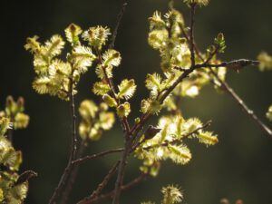 16 golden willow (The Greening of Ginty Creek)