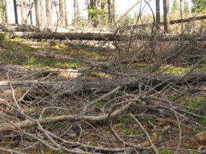 19 wood mess 2 (Instant Spring!)