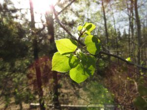 17 aspen leaves (The Greening of Ginty Creek)