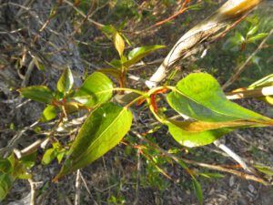 18 varnished cottonwood (The Greening of Ginty Creek)