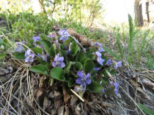 20 violet best (The Greening of Ginty Creek)