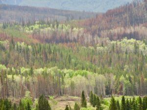 19a downtown KK colour (The Greening of Ginty Creek)