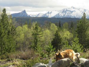2 from my window (The Greening of Ginty Creek)