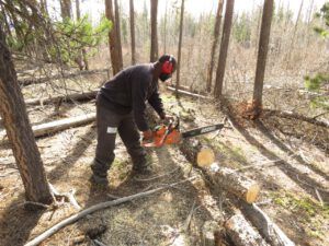 20 a chain sawingIMG_9012 (Instant Spring!)