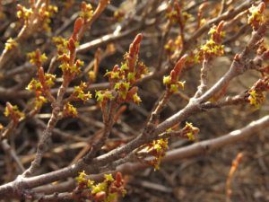 21 soopalallie (Instant Spring!)