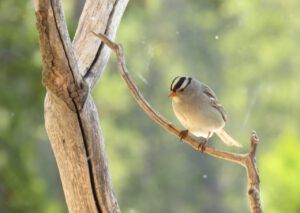 23 white crowned sparrow. (Instant Spring!)