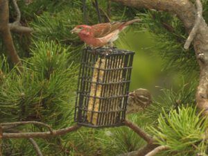 23a purple finch (Instant Spring!)