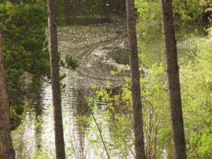 24 pond and willow fluff best (The Greening of Ginty Creek)