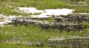 25 willow fluff (The Greening of Ginty Creek)