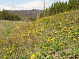 31 dandelions (Instant Spring!)