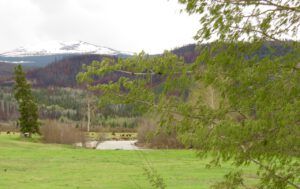 32 aspen catkins (Instant Spring!)