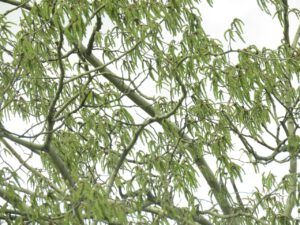 32 b aspen catkins. (Instant Spring!)