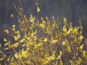 34 golden willows (Instant Spring!)