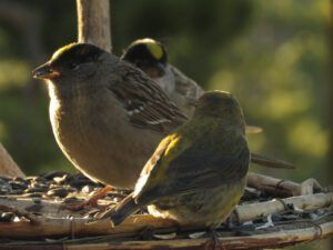 3 goldcrowned sparrow best (Instant Spring!)