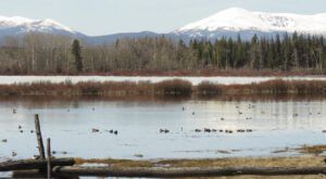 7 near Nimpo ducks galore (Instant Spring!)