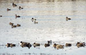 8 ducks 2 (Instant Spring!)
