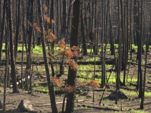 9 burn 2 (The Greening of Ginty Creek)