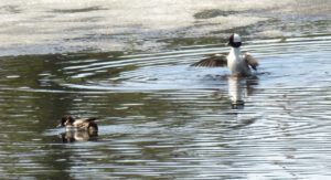 9a ? bufflehead. (Instant Spring!)