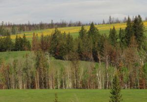 1 abalsm root daisies (What Happened to Spring?)
