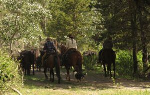 12a (Precipice Cattle Drive 2018)