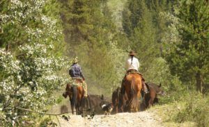 13 away they go (Precipice Cattle Drive 2018)