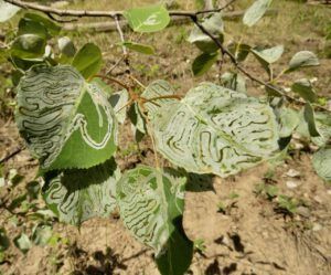 14 leaf miners (Precipice Cattle Drive 2018)