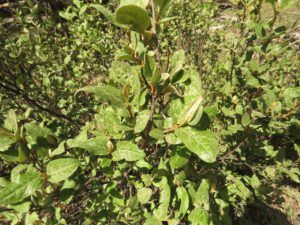 14 soopolallie (Precipice Cattle Drive 2018)