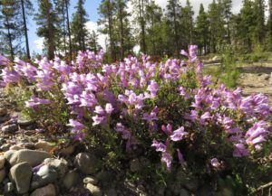 15 penstemon (What Happened to Spring?)