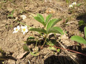 15 wild strawberries (Precipice Cattle Drive 2018)