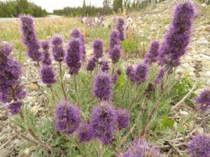 16 silky phacelia (What Happened to Spring?)