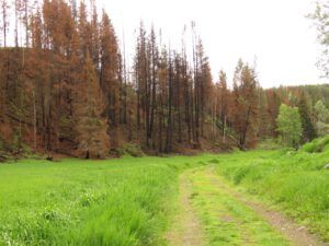 19 burn and green (Precipice Cattle Drive 2018)