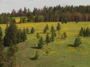 1 balsam root daisies (What Happened to Spring?)