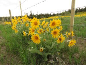 3 daisies 4 (What Happened to Spring?)
