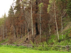 20 burn and green 2 (Precipice Cattle Drive 2018)