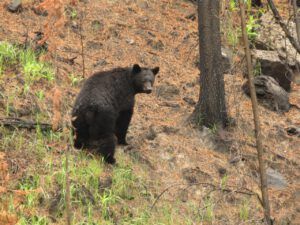 21 b b (Precipice Cattle Drive 2018)