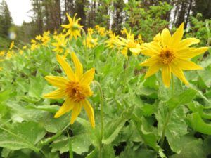 23 arnica (Precipice Cattle Drive 2018)