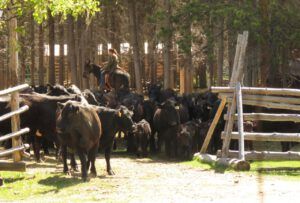 6 the gate best (Precipice Cattle Drive 2018)