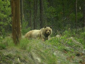 grizz 1 (What Happened to Spring?)