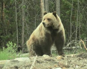 grizz 2 (What Happened to Spring?)