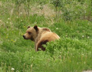 grizz 3 (What Happened to Spring?)