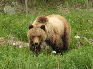 grizz 4 (What Happened to Spring?)