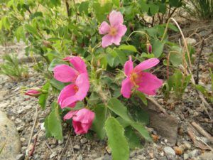 wild rose (What Happened to Spring?)