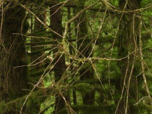 1 big tree caligraphy. (The Next Batch of Volunteers)