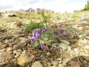 10 Lyall’s lupin (Perkin’s Peak again)