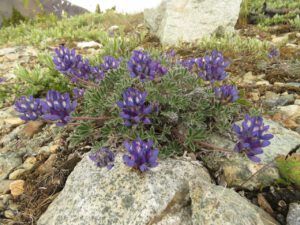 lyal’s lupin 2 (Perkin’s Peak again)