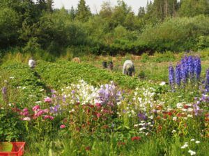 11 picking strawberries (The Next Batch of Volunteers)